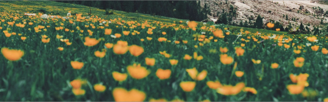 Focus, precisie en transparantie in elke digitale oplossing