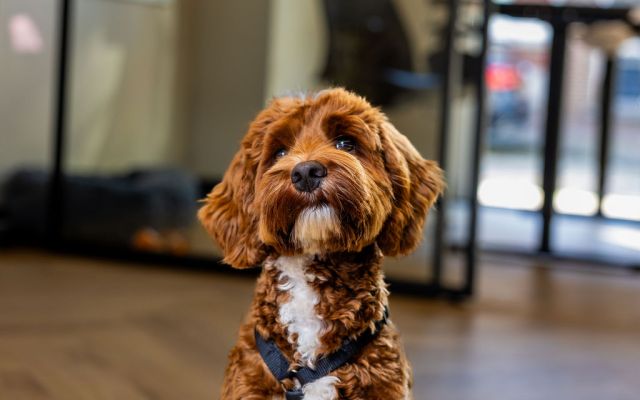 Hoogwaardige digitale oplossingen